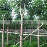 Tabebuia Flower Outdoor Plants thumbnail-1