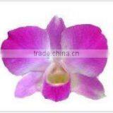 Thailand Best Quality D-007 Dendrobium Anna Orchid thumbnail-1