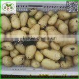 2015 Fresh Tomato for Sale thumbnail-5