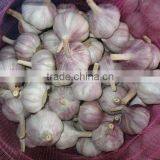 Jinxiang Garlic Normal White Fresh Garlic New Crop thumbnail-2