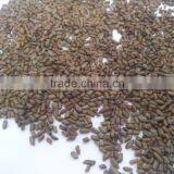 Best Quality of Cassia Tora Gum Powder (CTGP) From Manohar International thumbnail-2