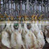 Slaughter Machine /slaughtering Hanger thumbnail-1