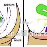 BPA/Dioxin Free Silicone Menstrual Cup thumbnail-3