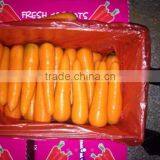 Fresh Carrot 2016 Crop thumbnail-2