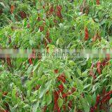 FDA /HACCP/SGS/HALAL Certificated Dry Paprika Pods thumbnail-4