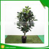 Incredibly Realistic Artificial Rubber Ficus Plant Tree for Home and House thumbnail-1