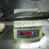 Land Frozen Grey Mullet Whole Round With Size 1500-2000g thumbnail-4