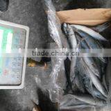 Ozen Mackerel Pike/saury(cololnbis Snira) in High Quality thumbnail-1