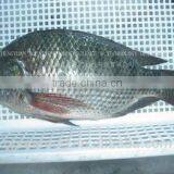 Best Price Frozen Tilapia Fish thumbnail-1