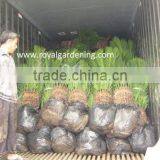 Cycas Revoluta ( Sago Palm) Outdoor Plant thumbnail-2