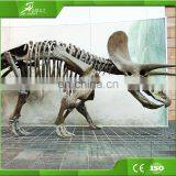 High Simulation Museum Public Display Life-size Dinosaur Skeleton thumbnail-3