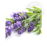 Distillation of Lavender Essential Oil 8000-28-0 thumbnail-2