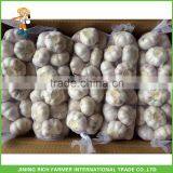 Cold Storage White Garlic thumbnail-1