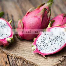HOT SELLING TROPICAL FRUIT FRESH DRAGON/PITAYA FRUIT FROM VIET NAM thumbnail-4