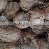 Natural Fresh Semi Husked Coconuts thumbnail-1