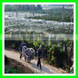 Henan Suntex Supply White Plastic Anti Bird Net With Low Price thumbnail-5