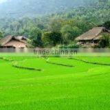 CHEAPEST LONG GRAIN FRAGRANT RICE DOUBLE POLISHED AND SORTEX_ KHANH TAM RICE FACTORY