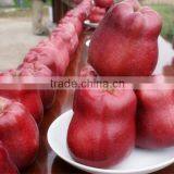 Huaniu Apple thumbnail-4