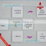 50pieces Set Primary School Study Zoology and Botany Mixed Biology Slides thumbnail-4