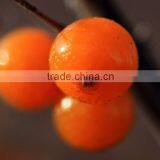 Natural and Pure Herbal Extraction Seabuckthron Fruit Berry Oil by CO2