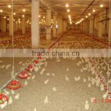 automatic pan feeding system for broiler