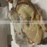 Live Pacific Oyster thumbnail-1