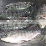 Whole & Round Frozen Tilapia thumbnail-1