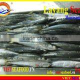 FROZEN LAYANG SCAD (MUROAJI) WHOLE ROUND thumbnail-2