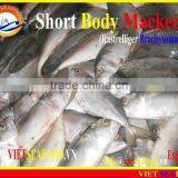 FROZEN SHORT BODY MACKEREL WHOLE ROUND thumbnail-6