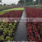 Weed Mat thumbnail-1