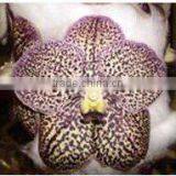 Thailand High Quality V-002 Vanda Brown Orchid thumbnail-1
