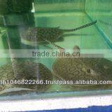 Freshwater Stingray for Sale and Export thumbnail-2