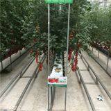 Multispan Glass Greenhouse for Large-scale Vegetable Production