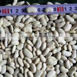 Flat White Kidney Beans thumbnail-1