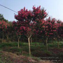 Price of 3-cm Lagerstroemia Indica, Cheap and High Survival Rate thumbnail-1