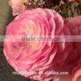 Valentine's Day Wholesale Good Quality Bright Yellow Fresh Fan Columbine From China thumbnail-2