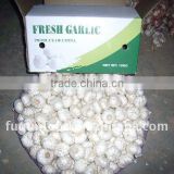 2012 crop normal white garlic in carton packing