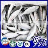 New Landing Frozen Round Scad Small Eye Horse Mackerel For Tuna Bait thumbnail-3