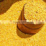 Yellow Mustard Seed thumbnail-2