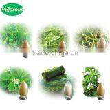 Qingdao BNP Suplies 100% Natural 95% Organic Natural Inulin/synanthrin From Jerusalem Artichoke Dietary Fiber Inulin Powder thumbnail-1