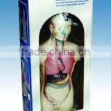 Miniature Human Male Torso