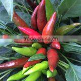 Upright Single Hot Pepper/Chilli Seed Huo Xing No.1 thumbnail-4