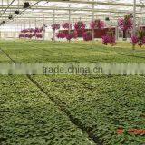 Build Your Own Greenhouse thumbnail-3