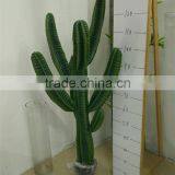 CHY030929 Landscaping Decprative Cactus/Real Touch Lucky Cactus Sale thumbnail-3