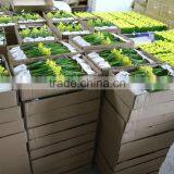 Artificial Mini Narcissus Bonsai for Table Decoration thumbnail-4