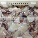Frozen Squid Wing thumbnail-3