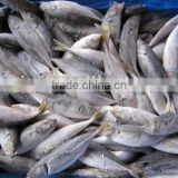frozen horse mackerel(100-150pcs)