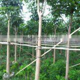 Tabebuia Rosea Big Size thumbnail-1