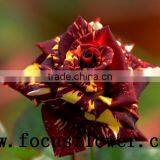 Hot Selling Black Roses Sale High Quality Fresh Cut Flower Spray Rose Meteor Shower for Banquets Factory Prize Supply thumbnail-4