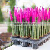 Lucky Bamboo thumbnail-3